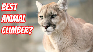 The Amazing Ability of the Puma!