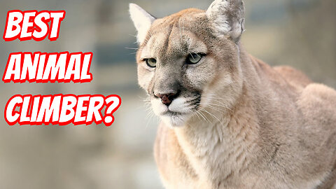 The Amazing Ability of the Puma!