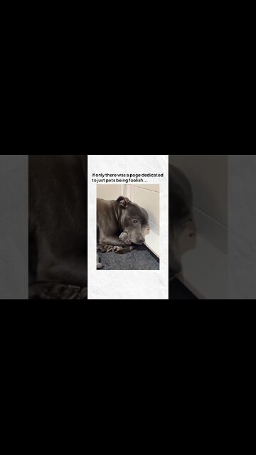 Dogs pets cute pet video animals