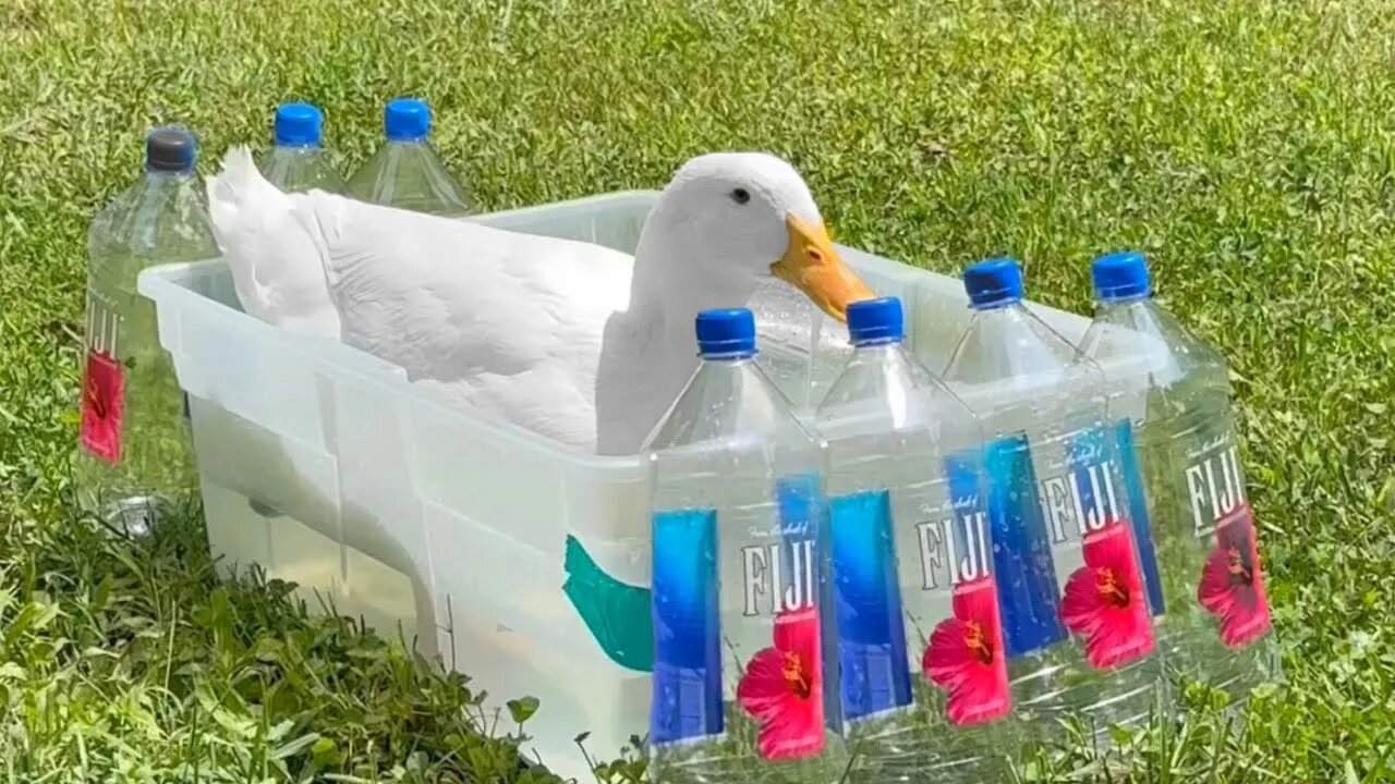 My Duck Swims in Fiji Water