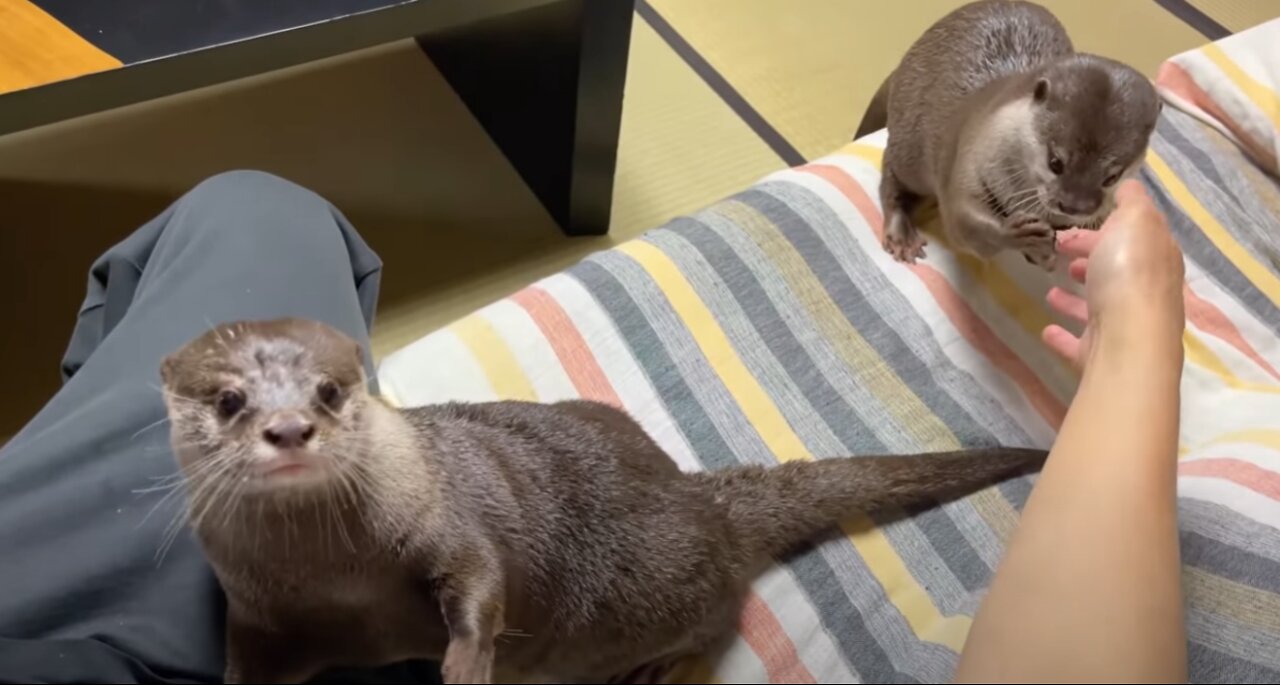 Otters First Trip to The Hot Springs