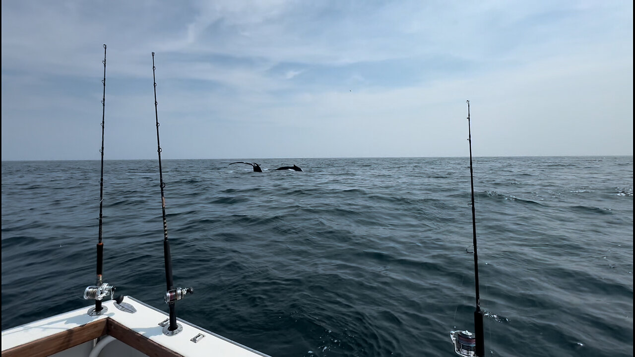 Montauk Fishing Boat Mary Alice Tuna/Whale Watching Trip