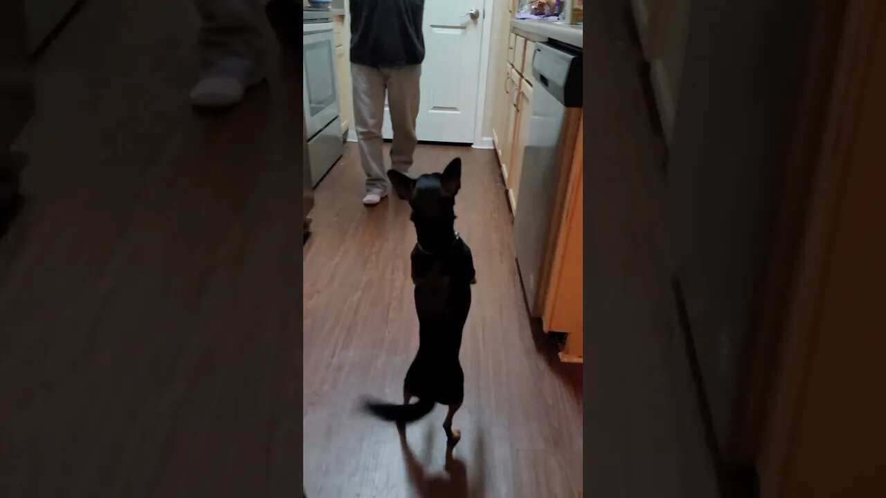 snickers excited for chicken