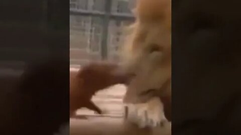 Lion King and Dogs friendships & Love #lionlovers #wildlifeanimals #animalslovers #nature