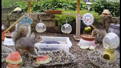 Small Chipmunk scare birds and Squirrel away :)
