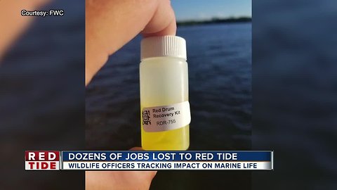 Scientists monitoring 30 inch dead fish in Pinellas County from red tide