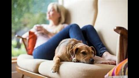 Pet Insurance - Is Your Whole Family Covered?