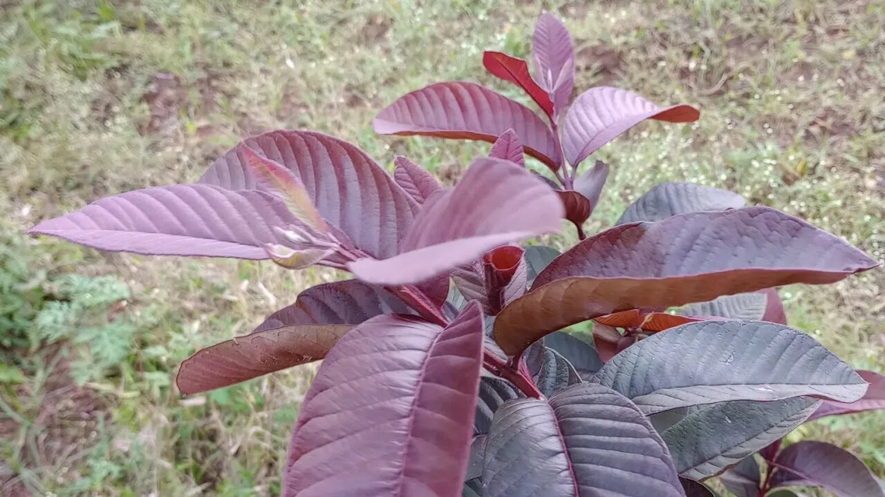 How our fruit trees survive dry winter | OUR FOOD FOREST TOUR #2 | 2022