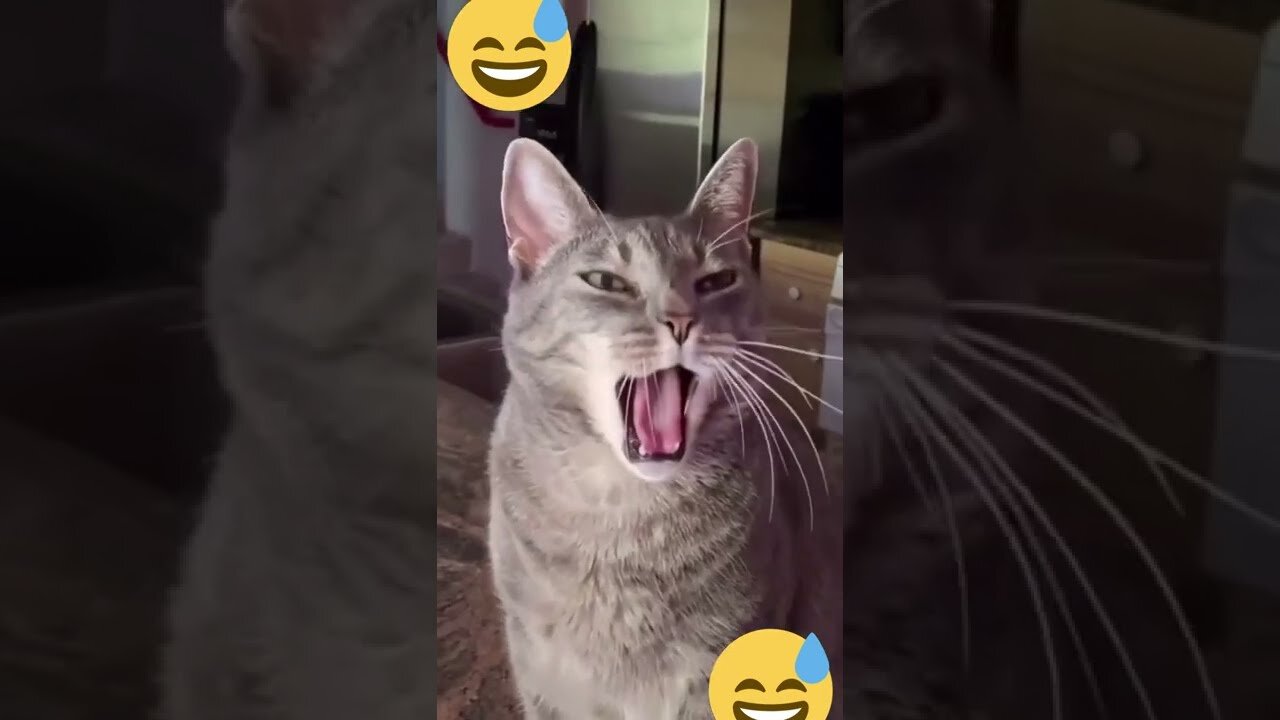 Funniest Animals 2023 😂 New Funny Cats and Dogs Videos