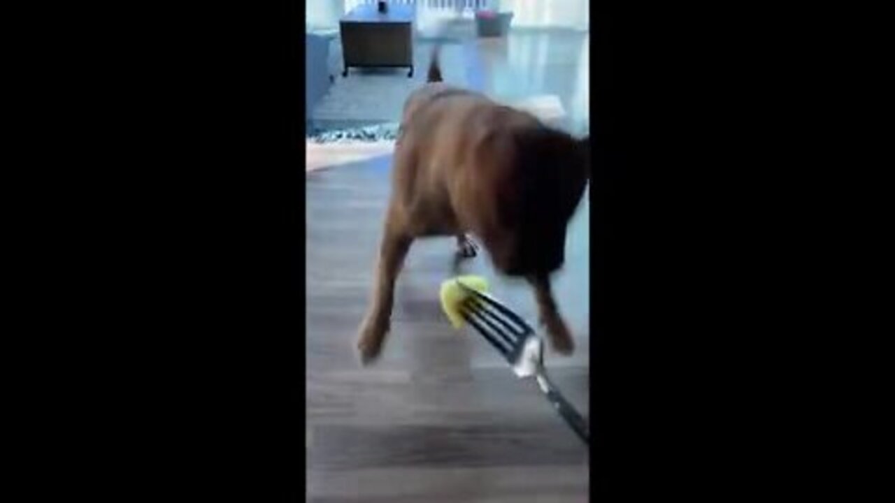 Massive_pit_bull_tries_pineapple_for_the_first_time_#Shorts