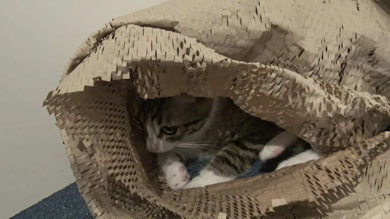 Funny Little Cat with Large Pupils Hides in Wrapping Paper