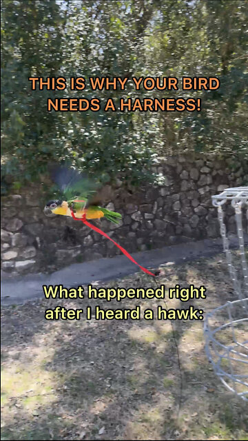 WATCH THIS BEFORE TAKING YOUR BIRD OUTSIDE