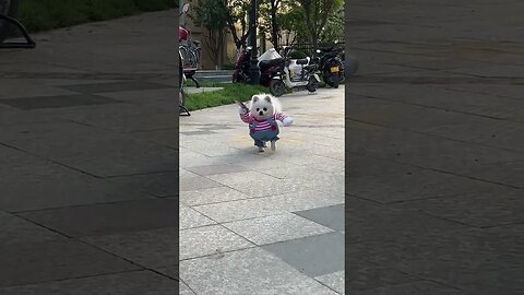 Pure baby🥰 #shorts #cutedog