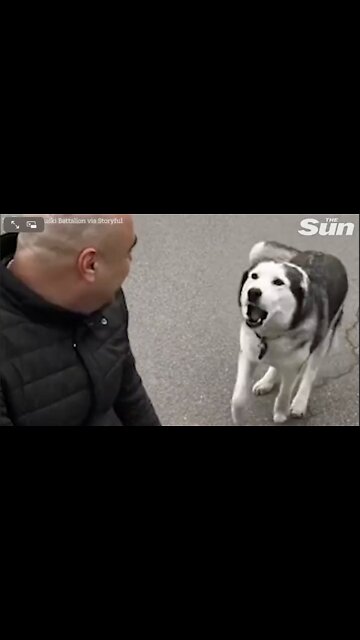 Dog Separated from Owner in Ukraine Finally United in Kyiv