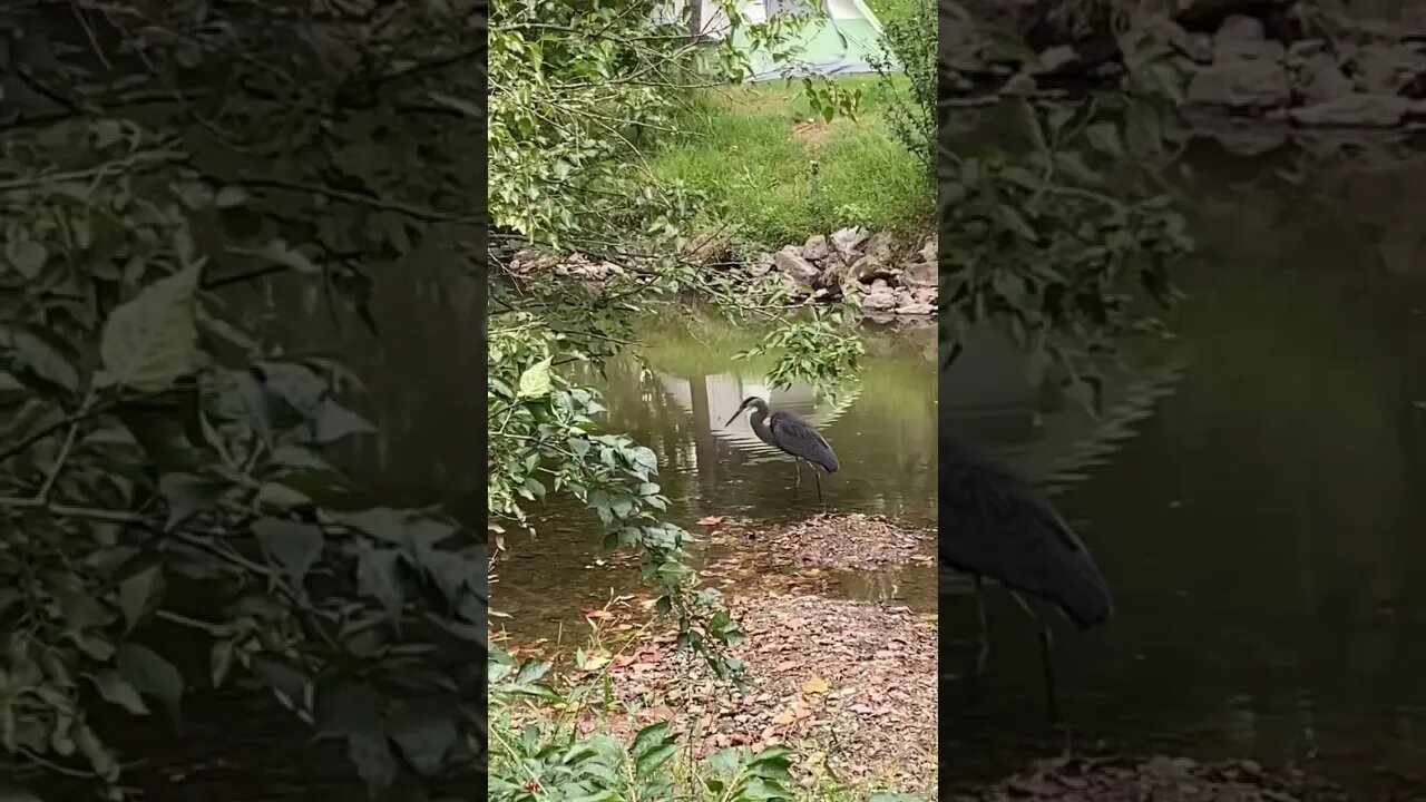 Amazing Great Blue Heron joins us while we are fishing. Beautiful nature