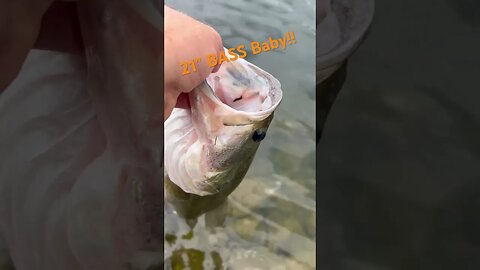 Lunker Largemouth Bass Release! #bass #bassfishing #largemouthbassfishing #lunker #nikko