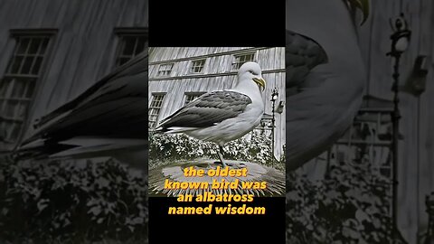 YOU OLD BIRD