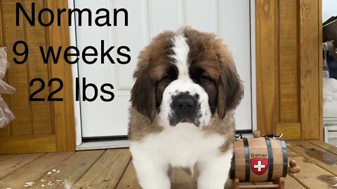 Norman’s weigh ins the first year- St. Bernard