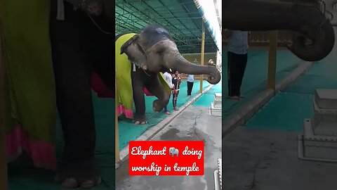 Elephant 🐘 doing worship in temple #elephant#