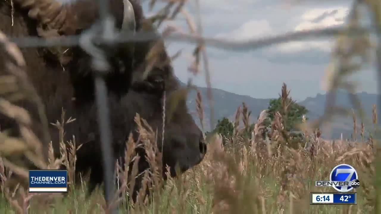 National Park Service says bison are shedding genetic DNA; scientists trying to improve population