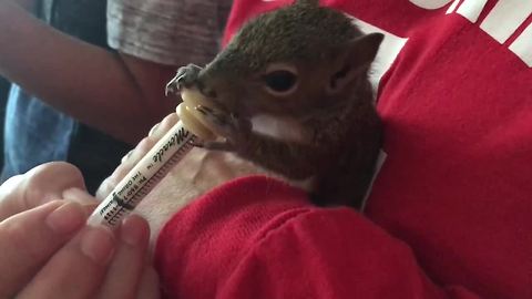 Baby squirrels rehabilitating after Irma | Digital Short