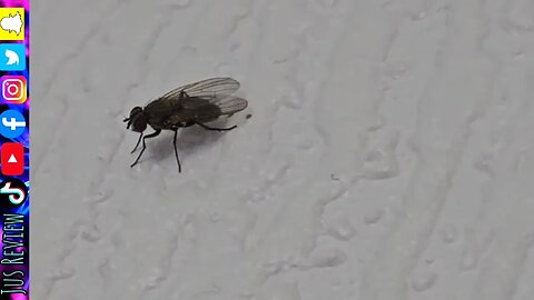 Fly on The Wall