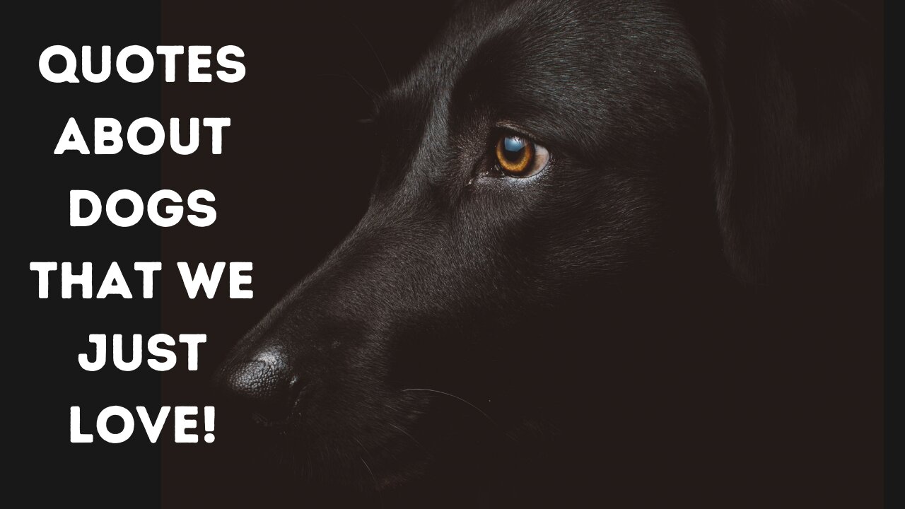 Dogs -Quotes about Dog's Love -Man's Best Friend.