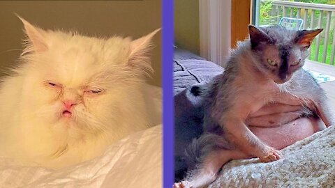 Cute animals compilation Top animal funny animal lovers