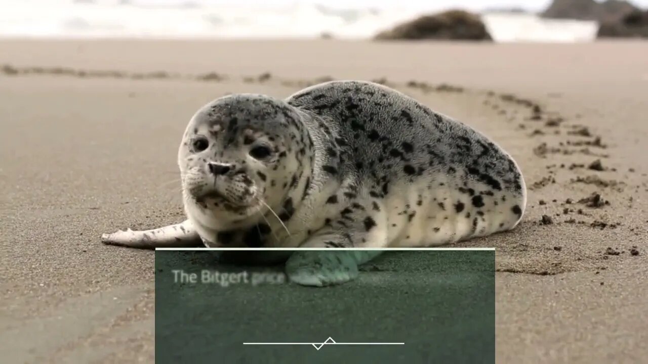 Bitgert Price Prediction 2023, 2025, 2030 How high can BRISE go