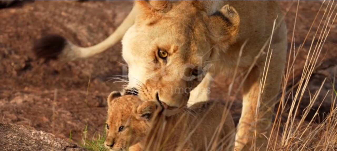 Slow motion footage of a wild lion