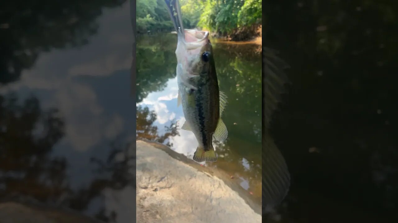 First fish of the day! Largemouth Bass! #fishing #outdoors #nature