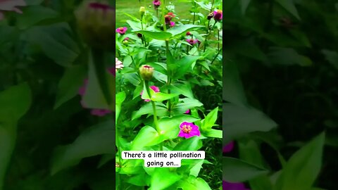 Pretty Butterfly Busy Bee | There’s a Little Pollination Goin’ On