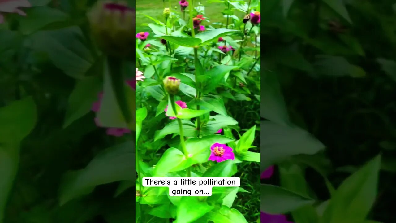 Pretty Butterfly Busy Bee | There’s a Little Pollination Goin’ On