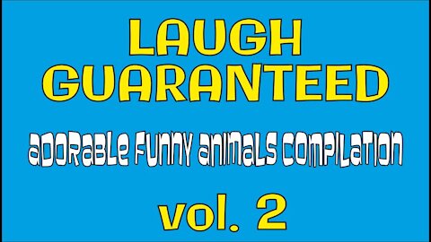 LAUGH GUARANTEED Adorable Funny Animals Compilation volume 2