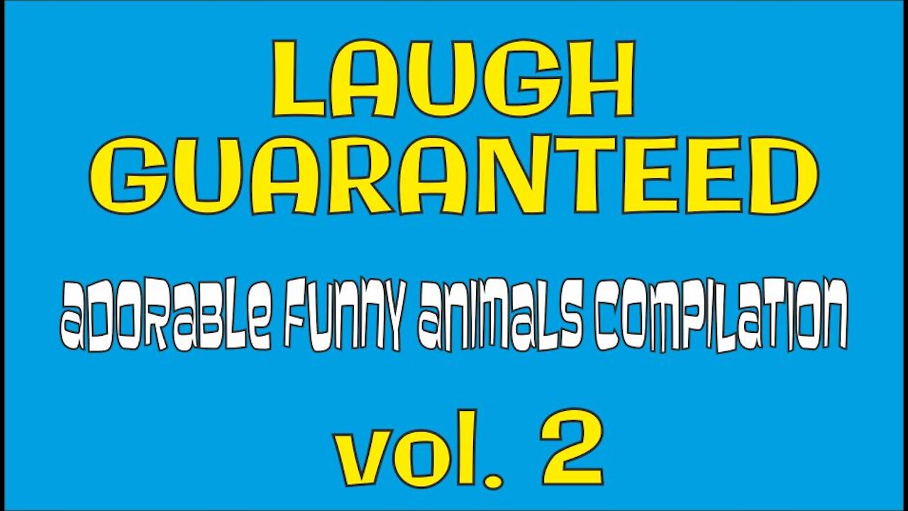 LAUGH GUARANTEED Adorable Funny Animals Compilation volume 2