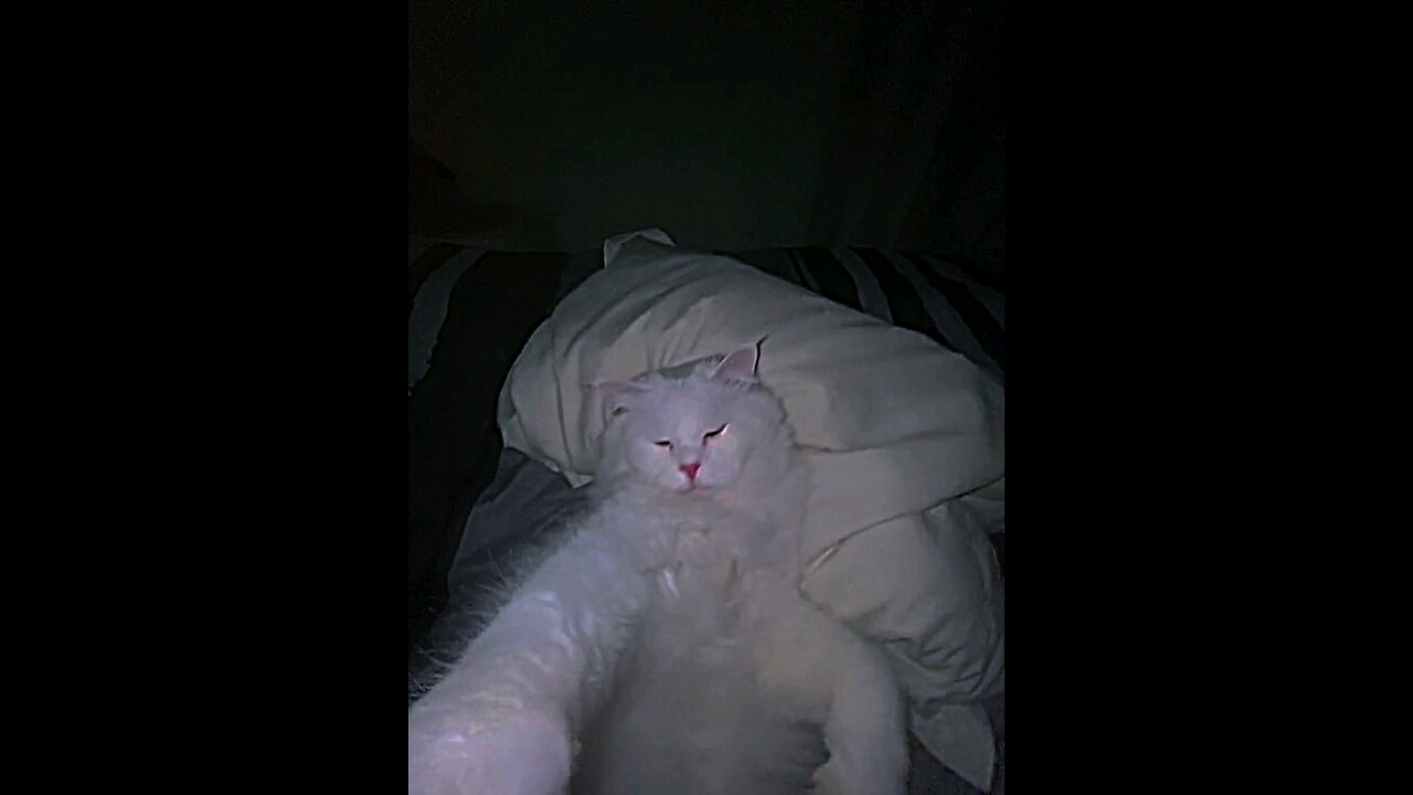 Cat Rizz