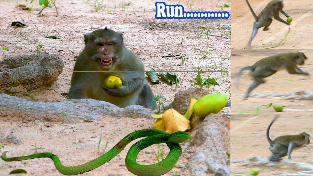 Monkey with snack prank