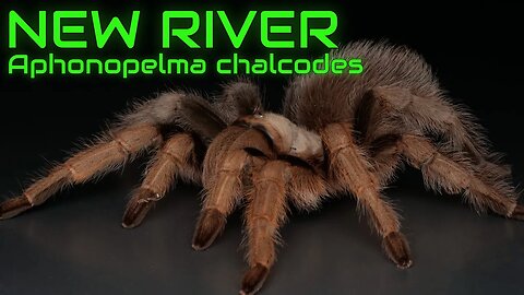 A PERFECT Home for NEW RIVER Desert Blonde Tarantulas?