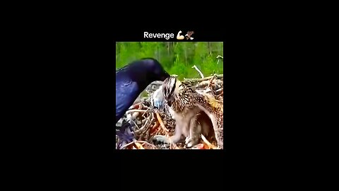 🦅 revenge 😈