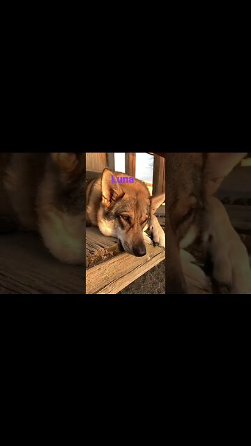 [Shorts 0052] LUNA [#dogs #doggos #doggies #puppies #dogdaycare]