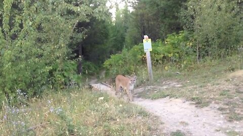 How to face a Lion in front of you