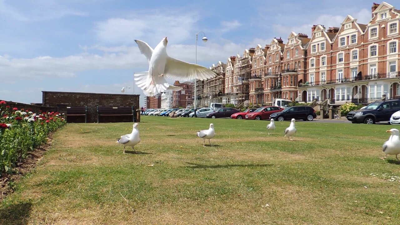 Seagulls In Graceful Flight