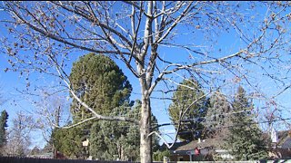 Senior couple fight $400 tree bill, never agreed to service