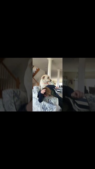 Vicious Lab Attacks! #Shorts