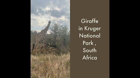 Giraffe in Kruger National Park,South Africa