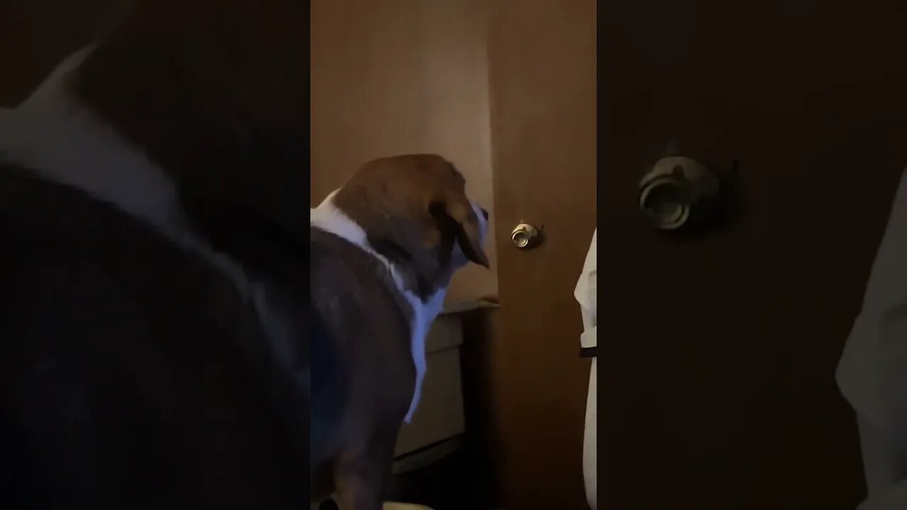 Banchee The Beagle Sees Ghosts Again