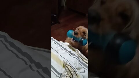 #dogsgow , #animals , #dogs , #shorts