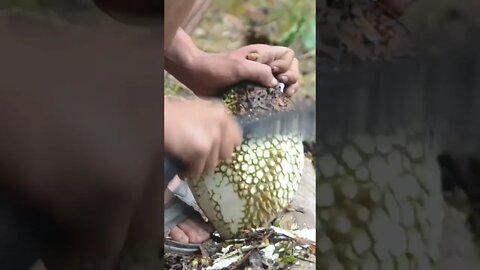 Cara Agar Supaya Membawa Durian tidak Terkena Duri nya.