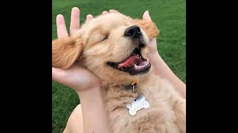 🐕 How To Make Your Dog Happy?