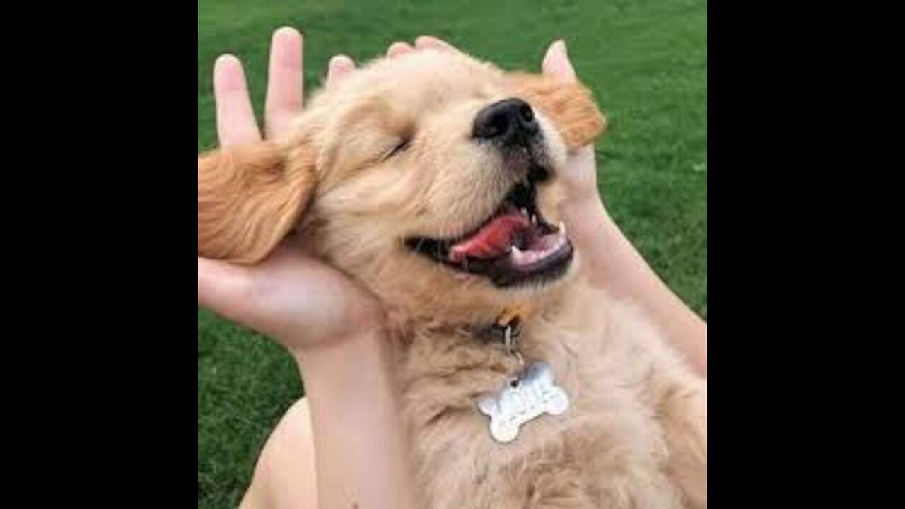 🐕 How To Make Your Dog Happy?